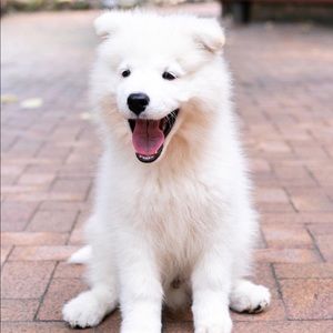 Meet your Posher, Annette